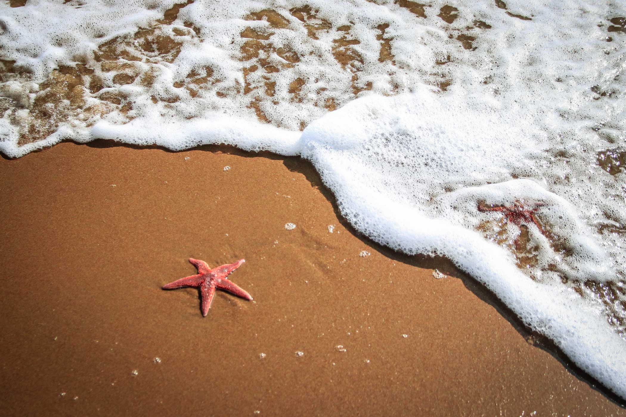 Parable of the Starfish